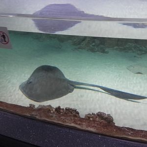 Stingrays