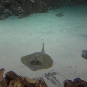 Stingrays