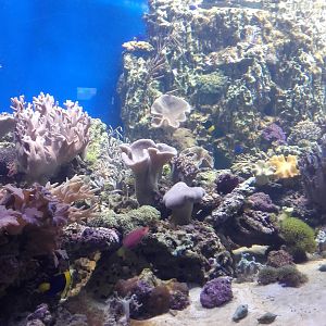 Reef tank