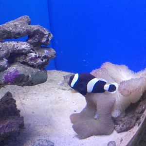 Clownfish
