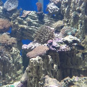 Reef tank
