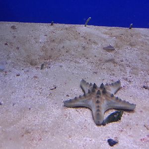 Sea star (Protoreaster sp.)