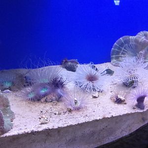 Tube-dwelling anemones and Sea anemones