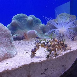 Tube-dwelling anemones, Sea anemones and Decorator spider crab