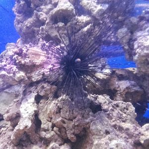 Sea urchin