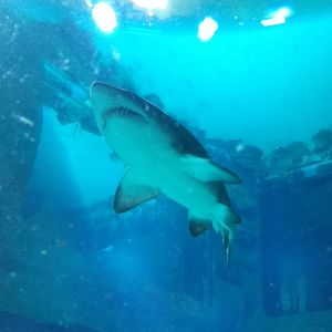 Sand tiger shark