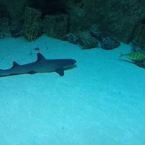 Whitetip reef shark and Golden trevally