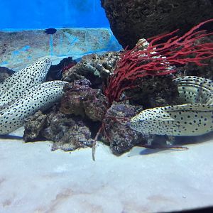 Laced moray eels