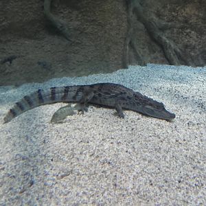 Spectacled caiman