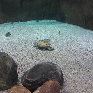 Mexican giant musk turtle