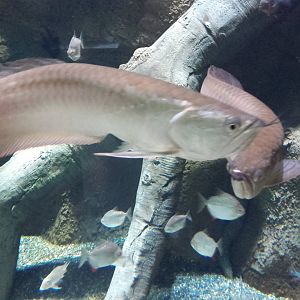 Arowanas