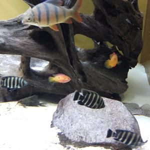 African freshwater tank