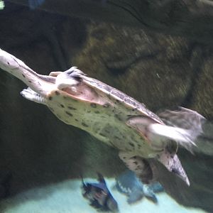 Hilaire's toadhead turtle