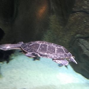 Hilaire's toadhead turtle