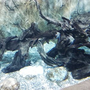 Freshwater angelfishes in large tank