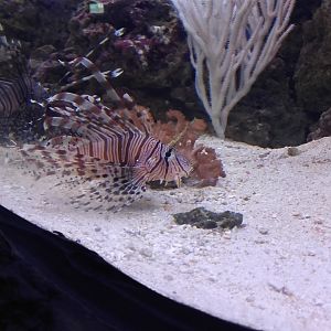 Lionfish