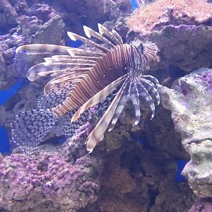 Lionfish
