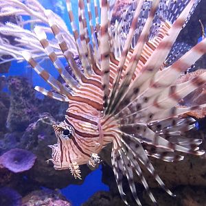 Lionfish