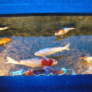 Koi carps