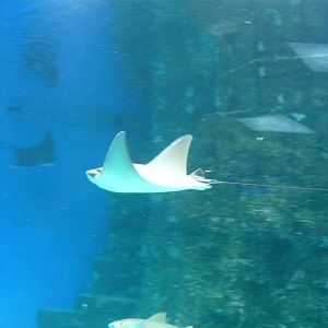 Amercan cownose ray