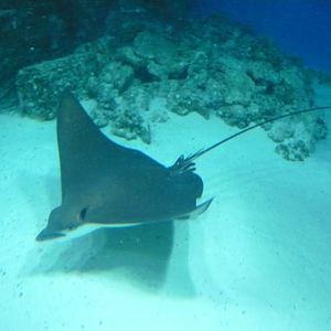 Eagle ray