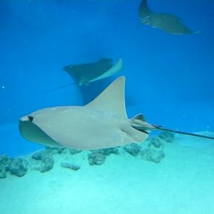 Amercan cownose ray