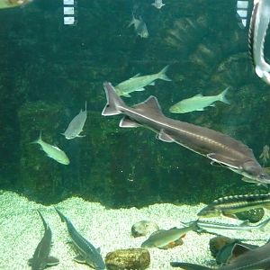 Eurasian freshwater fishes