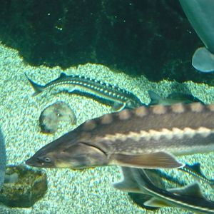 Russian sturgeon