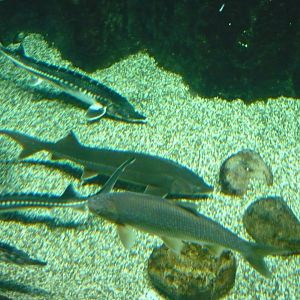 Eurasian freshwater fishes