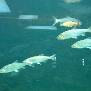 Caspian white fish and Common rudd