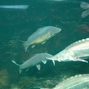 Carps and sturgeons
