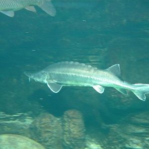 Sturgeon