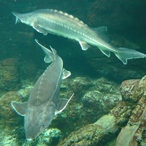 Sturgeons