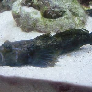 Male Round goby