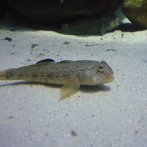 Round goby