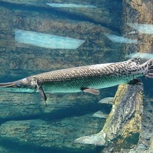 Gar