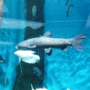 Asian freshwater fishes