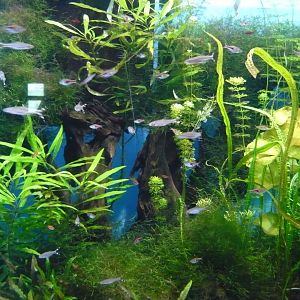 Tropical Asian freshwater tank