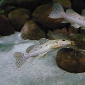 Giraffe catfish