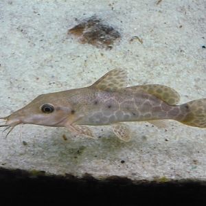 Giraffe catfish