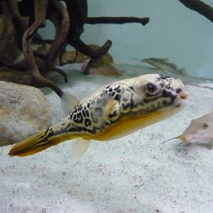 Mbu pufferfish