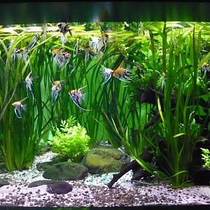 Freshwater angelfish tank