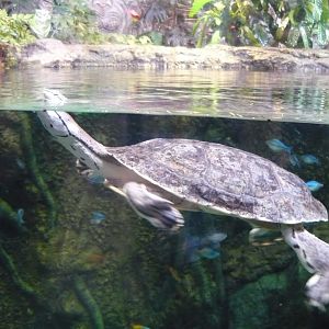 Hilaire's toadhead turtle