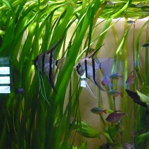 Freshwater angelfish and tetras