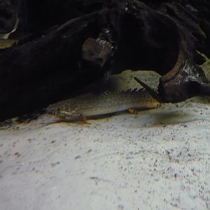 Ornate bichir