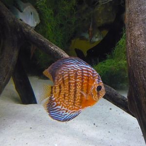 Brown discus
