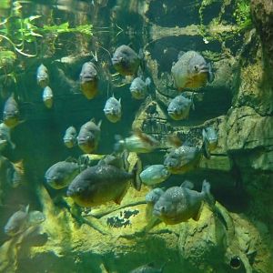 Red-bellied piranhas