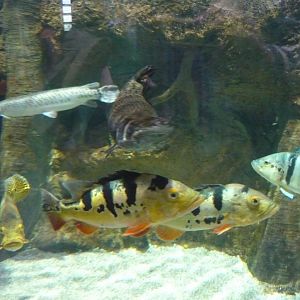 Peacock basses and gars