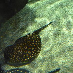 River stingray