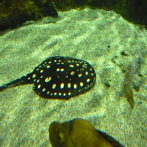 White-blotched river stingray